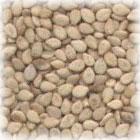Natural White Sesame Seeds 99/1