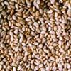 Natural White Sesame Seeds 98/2