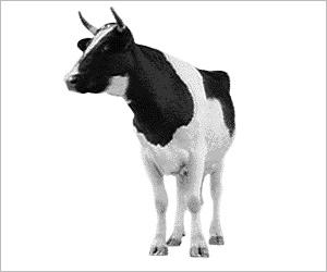 BEST QUALITY HALAL BONELESS MEAT