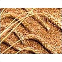 Wheat