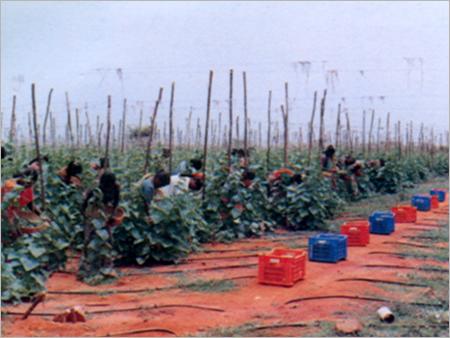 Coir Products
