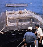 Guar Gum Applications