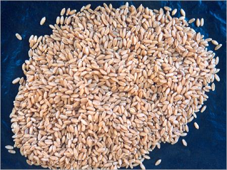 Wheat