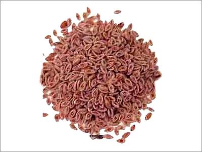 Psyllium Seeds - Plantago Ovata Oval Shape Brown Color Moisture <10% | Digestive Aid High Fiber Nutritional Boost Long Shelf Life Pure Quality