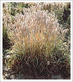 Psyllium Seed Plant