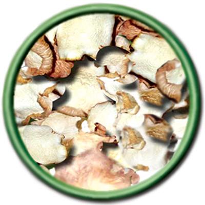 Oyster Mushroom