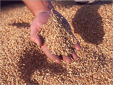Grains