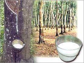 Natural Rubber