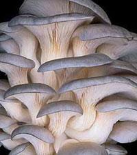 Gray Oyster Mushroom - Gray, Substrate Cultivated | High Yield, Fast Growth, Nutritious, Sustainable, Disease Resistant