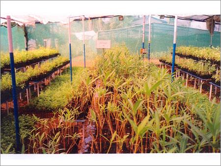 Tropical Plants in Plastic Containers Grown in Cocopeat
