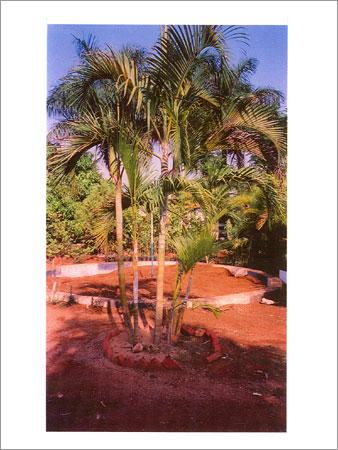 Palms