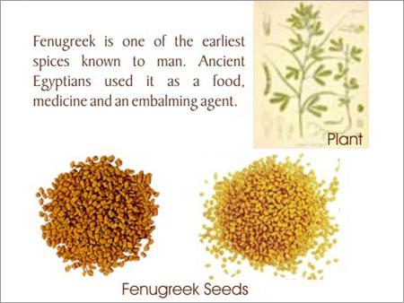 Fenugreek Seed