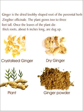 Ginger
