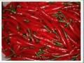 Red Chilli