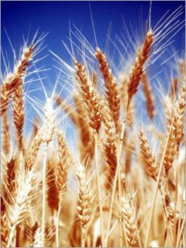 Wheat