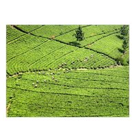 Agricultural Castor Oil - Organic Manure & Hybrid Castor Seeds | Accurate Composition, Longer Shelf Life, Precise Ph Value