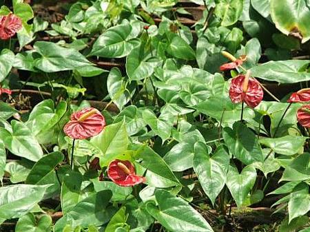 Anthuriums