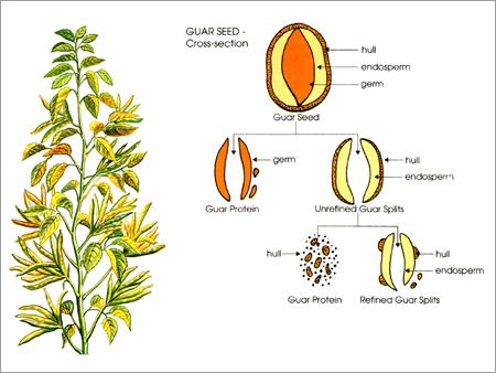 Guar Seed