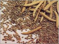 Guar Seed