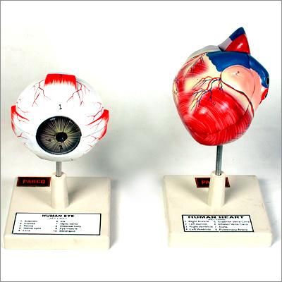 Institutional Eye Heart Model