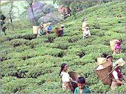 Tea Plantation Darjeeling