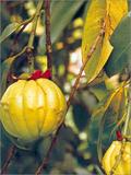 Herbal Extracts & Products