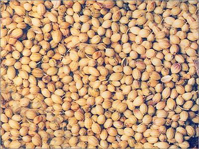 Coriander Seeds