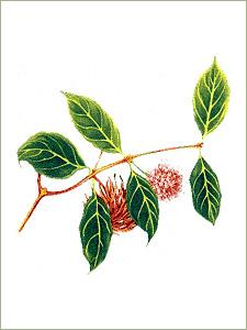 Spices- Gambier