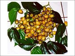 Spices- betelnut