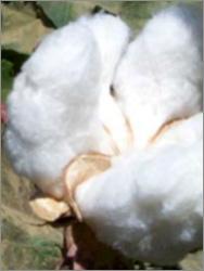 Cotton