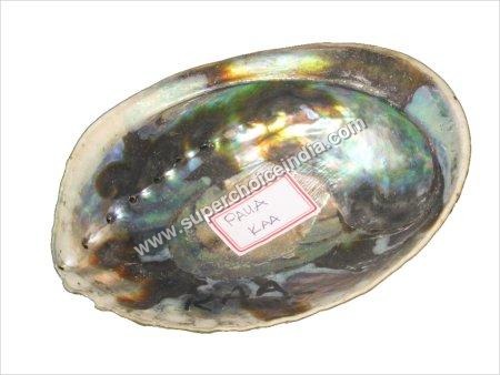 Raw Shells