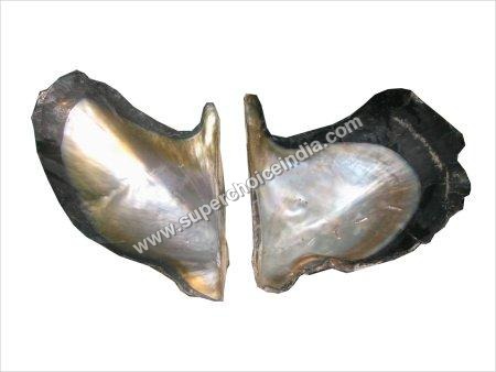 Raw Abalone Shell