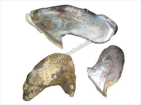 Japanese Abalone Shells