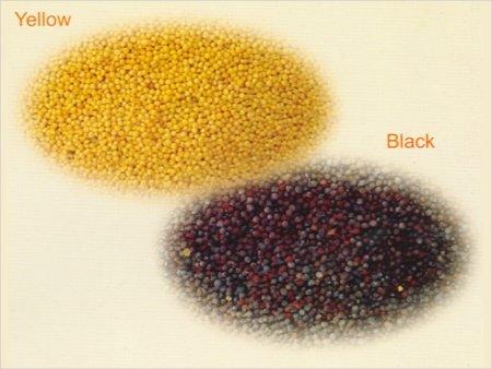 Mustard Seeds