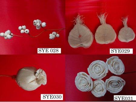 Dry Plants / Flowers