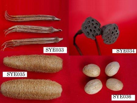 Dry Plants
