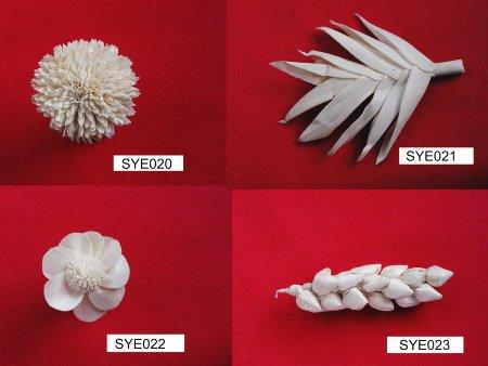 Dry Plants