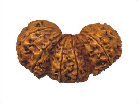 Trijuti - Rudraksha Seed, Crescent Shape, Brown, Three Beads | Rare, Spiritual, Empowering Mantra Bead