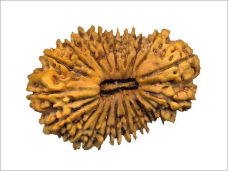21-Mukhi - Seed 28-39 mm Brown, Rare Rudraksha Bead | Spiritual Significance, Wealth Protection, Prosperity Boost