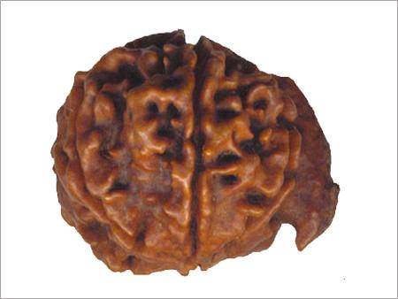 Ganesh Rudraksha from Nepal