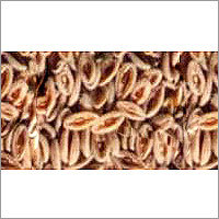 Psyllium