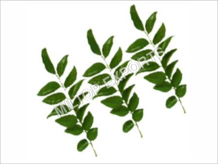 Curry Leaves