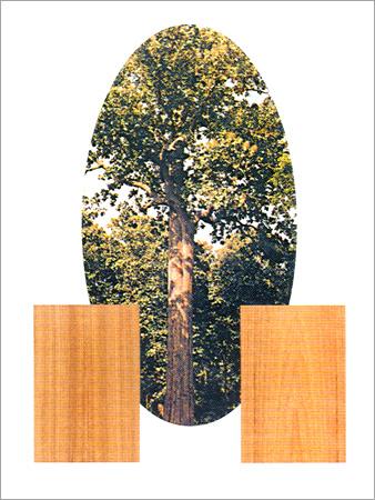 Teak Veneer Faced Plywood