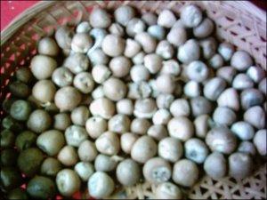 Betel Nuts