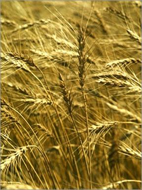 Organic Wheat (Wheat Flour Daliya)