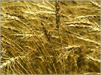 Organic Wheat