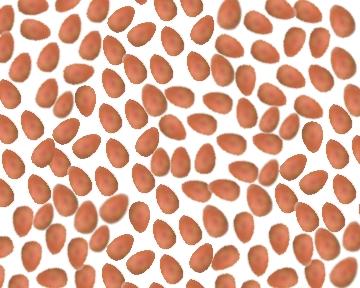 Water Melon Seeds