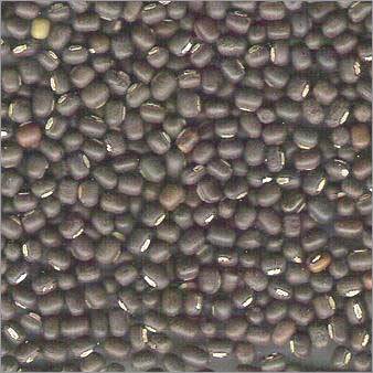 Urad Whole - Legumes, Small Size, Black Color | High Protein, Rich Fiber, Gluten Free, Low Fat, Versatile Use, Good Source of Iron