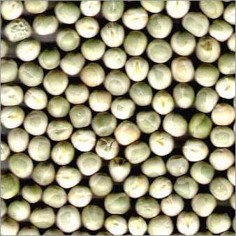 Dry Peas - Small Round Green | Cost Effective, Easy Storage, High Protein, Long Shelf Life, Nutritious, Sustainable, Versatile