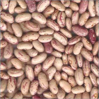 Kidney Bean (chitra)